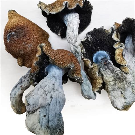 Tidal wave mushrooms: A profound tool for self-discovery